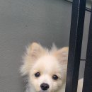 헬로우, 마루네 애견운동장 이미지