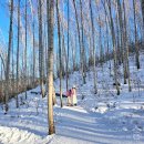 원남로-7 | 겨울 강원도 인제 가볼만한곳 원대리 속삭이는 자작나무숲