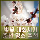 강원대학교 동물생명과학대학 부속목장 | 춘천 벚꽃 개화시기 만개시기 축제 숨은 명소 추천