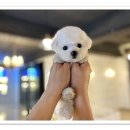 마마스미독강아지분양광주점