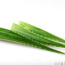 성모웰피부과의원 네이버블로그