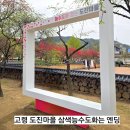 선화로 가로수 조성사업 | 경북 고령 삼색능수도화 명소 능수도화 피는 도진 마을 능수도화 만첩홍도 개화 이제는 엔딩