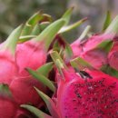 성실농장 이미지