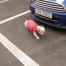 꼬마애견샵 이미지