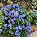무계획 거제야호 1박 2일 가족여행기(매미성, 아나무라카페, 몽돌해수욕장, 바닐라펜션, 저구항 수국...