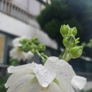 신설돈가 이미지