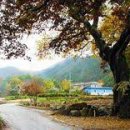 뒷동산낙지 이미지