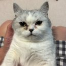 쏘아베 | 우리 고양이 눈 건강 지킴이, 쏘아베 안구세정제 사용 후기