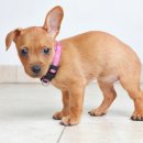 한국동물혈액은행 동물병원 이미지