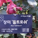 장미 둡트로쉬 이미지