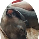 신라축산약품 이미지