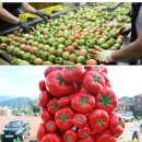 토마토스토리 이미지