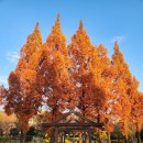 연지공원(타고가야) | 경남 단풍 명소 김해연지공원 공영자전거 타고가야 대여해 한 바퀴 ft. 주차