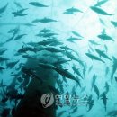 남평참다랑어영어조합법인