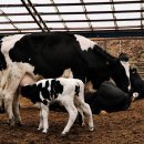 온새미로목장 이미지