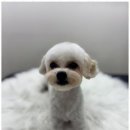 뽀그리독 이미지