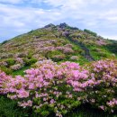 옛길 플라워 이미지