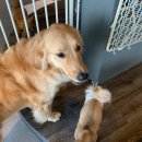 (주)피터펫 이미지