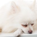 소망동물병원 이미지