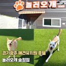 학이유치원 | 경기 광주애견유치원 놀러오개 송정점에서 특별한 하루보낸 멍멍이