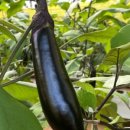 농업회사법인(주)해성 이미지