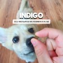 베이비독 | 강아지퍼피사료 인디고 에이지뉴트리션 퍼피 마더 앤 베이비 포 독 사료