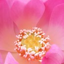 선문염송설화 이미지