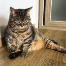 이시아휘트니스