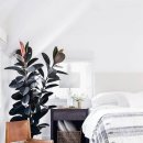 식물 인테리어 이미지