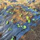 부근농장 이미지