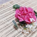 씨엘로펫 이미지