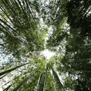 대숲속으로 이미지