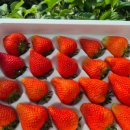 복수농장 이미지