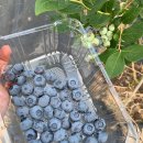 정읍농장 이미지