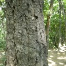 나무와나무 이미지