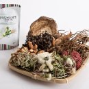 제주민들레 이미지