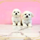 서울애견 이미지