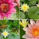 연못들3 이미지