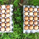 삼보농원 이미지