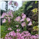 올래민박 이미지