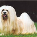 황제라사 이미지