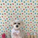 피움동물병원 이미지