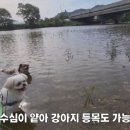고가네연구소 네이버블로그