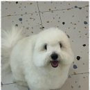 명지애견 이미지