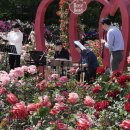 이곡장미공원 이미지