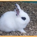 배영농장 이미지