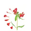 꽃그림 보타니컬 색연필화 이미지