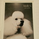 신세계 애견미용샵 이미지