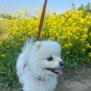 한강시민공원(야구장) | 구리 서울 유채꽃 명소 구리한강시민공원 애견동반 나들이 후기