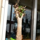 천년을 산다는 "바오밥나무" 이미지